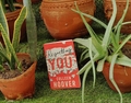 featured image thumbnail for post Regretting You- Colleen Hoover